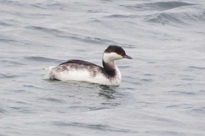 Slavonian Grebe