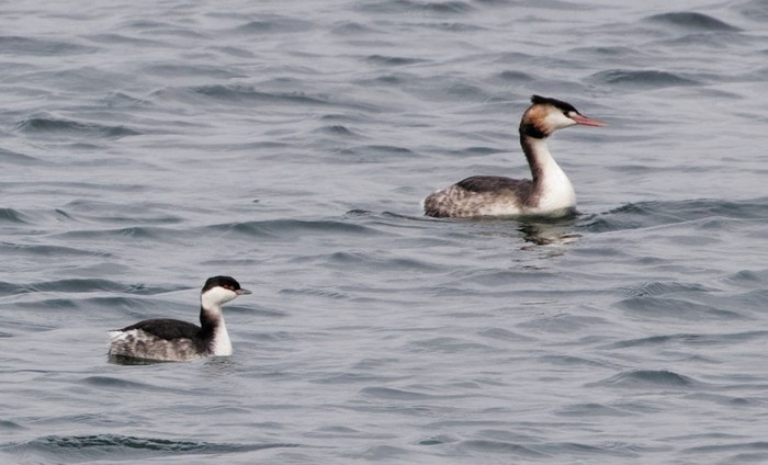 Slavonian Grebe