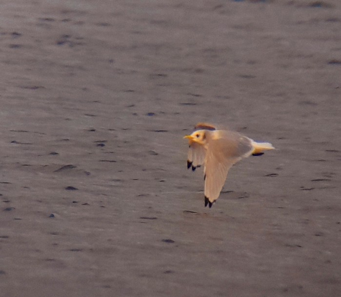 Kittiwake
