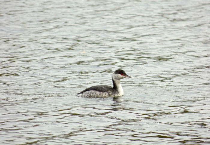 Slavonian Grebe