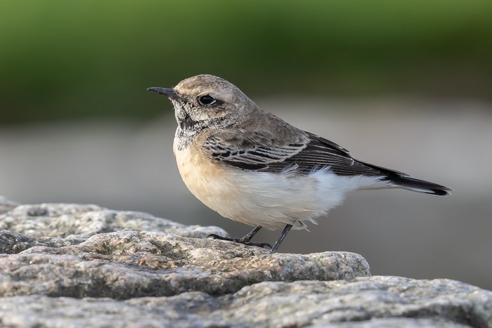 Pied Wheatear