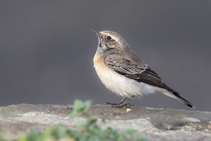 Pied Wheatear