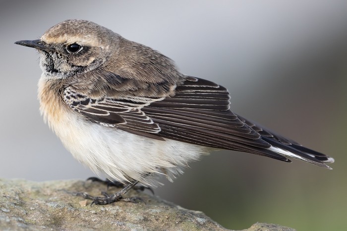 Pied Wheatear