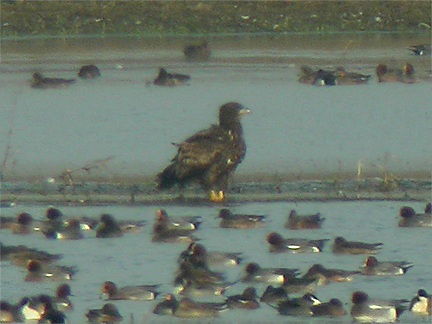 White-tailed Eagle