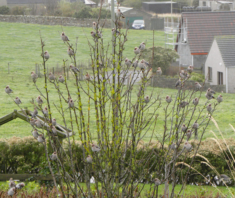 Waxwing