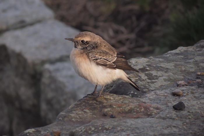 Pied Wheatear