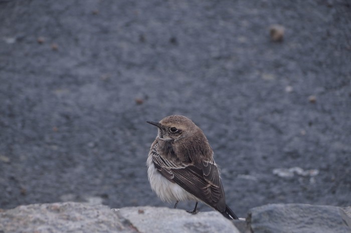 Pied Wheatear