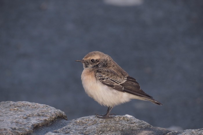 Pied Wheatear