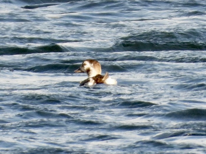 Long-tailed Duck