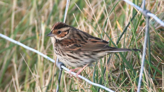 Little Bunting
