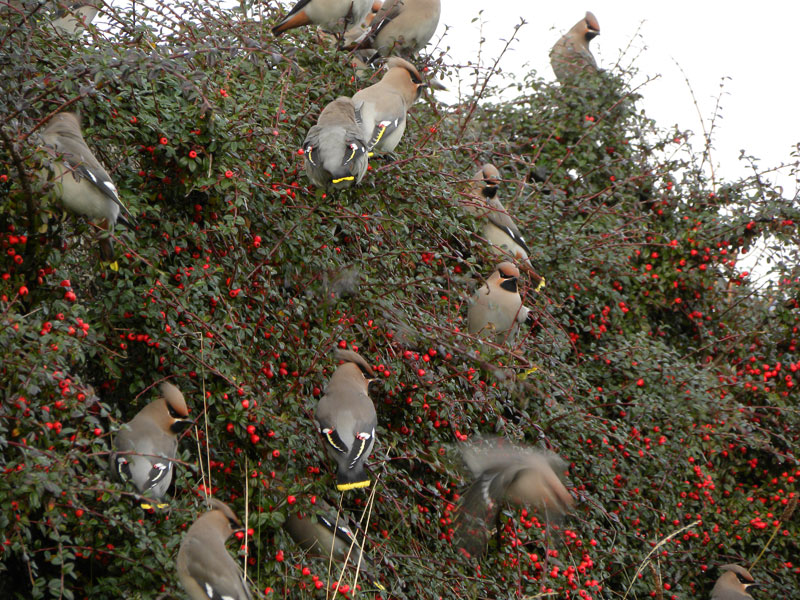 Waxwing