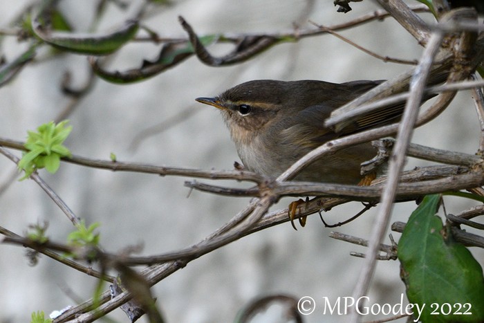 Dusky Warbler