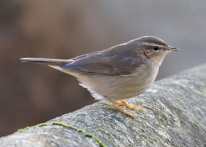 Dusky Warbler