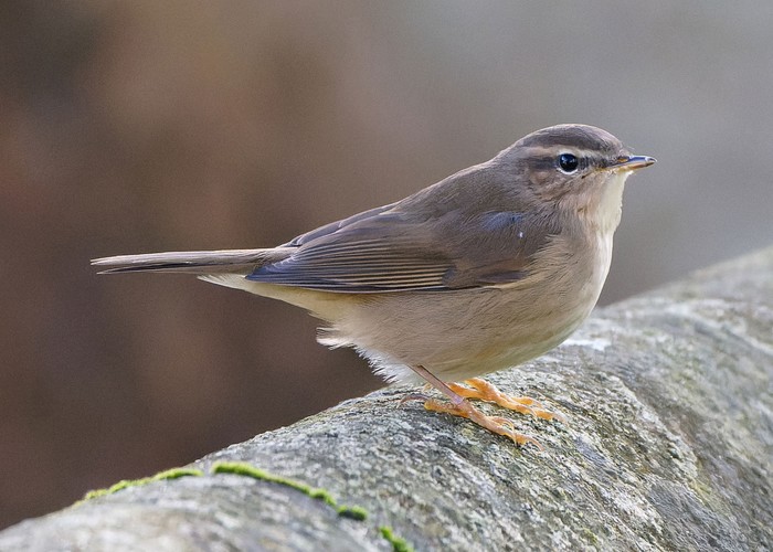 Dusky Warbler
