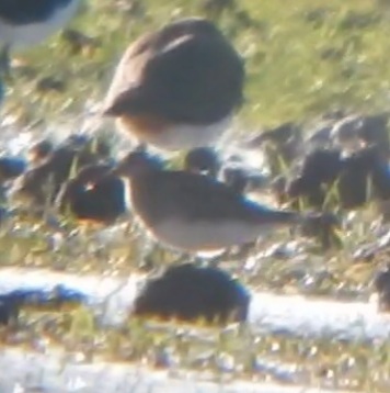 Pectoral Sandpiper
