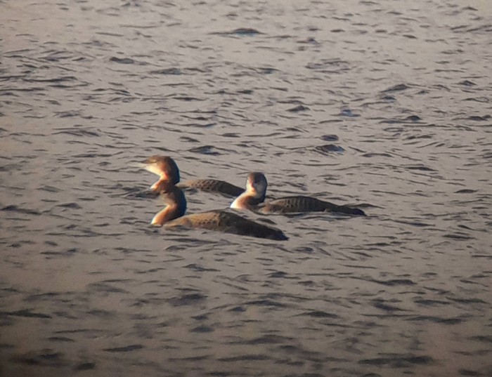 Great Northern Diver