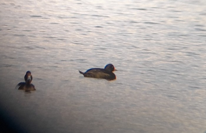 Common Scoter