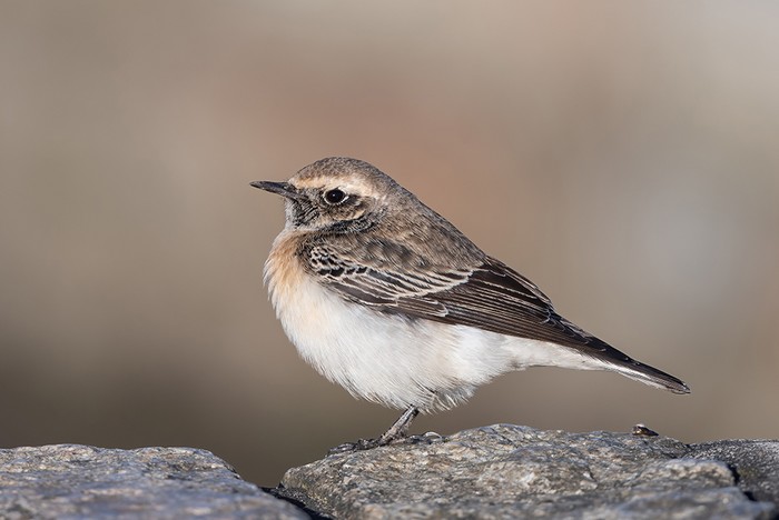 Pied Wheatear