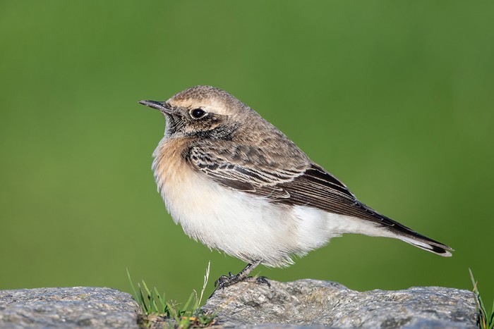 Pied Wheatear
