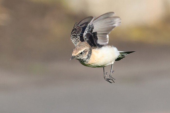 Pied Wheatear