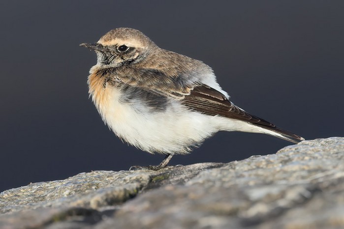 Pied Wheatear