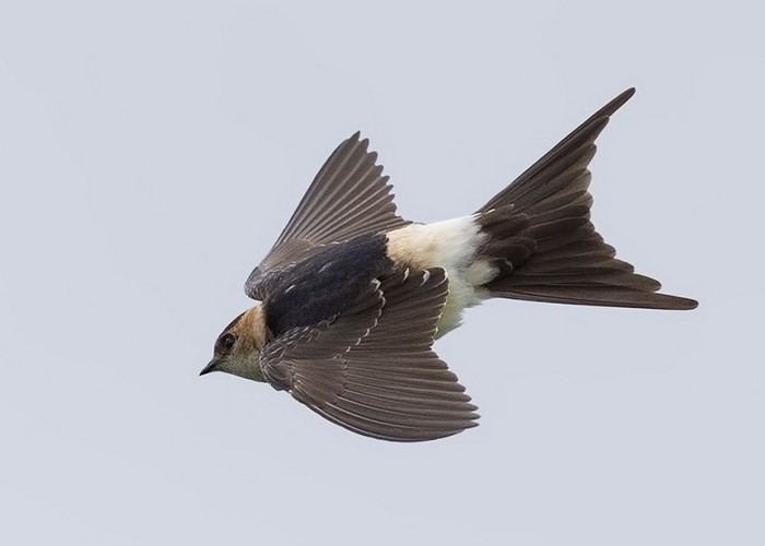 Red-rumped Swallow