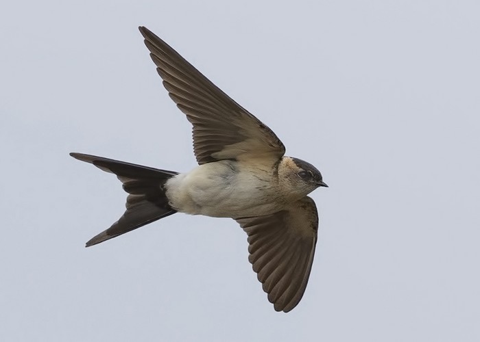 Red-rumped Swallow