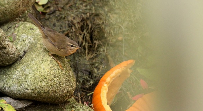 Dusky Warbler