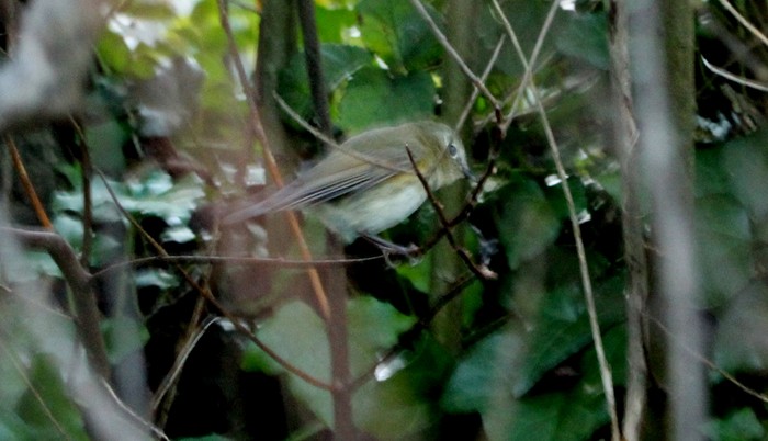 Red-flanked Bluetail