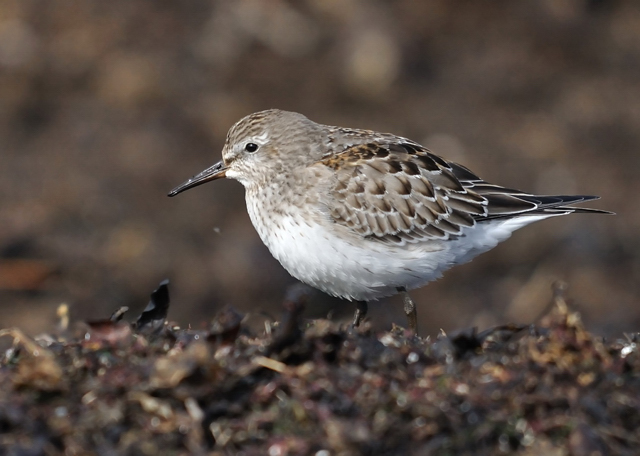 White-rumped Sandpiper