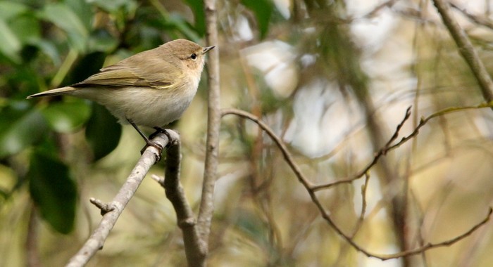 Siberian Chiffchaff