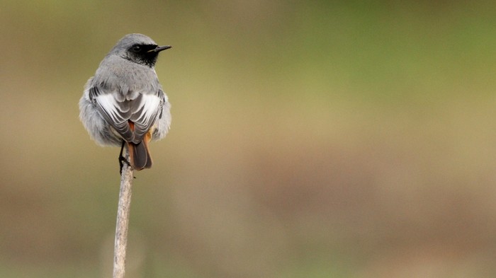 Black Redstart
