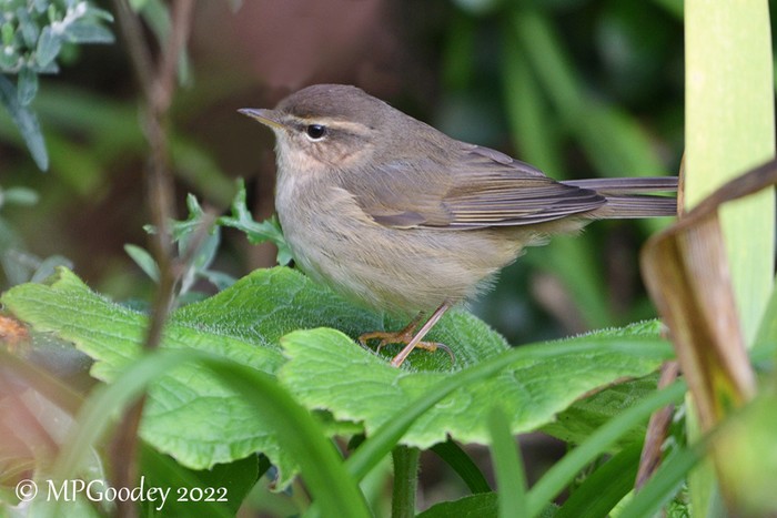 Dusky Warbler