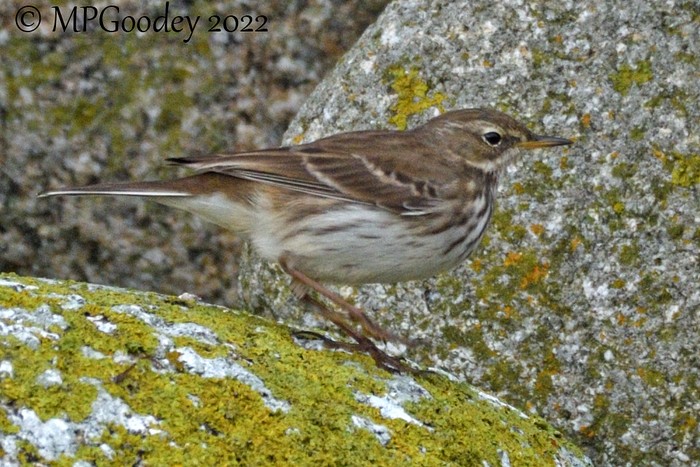Water Pipit