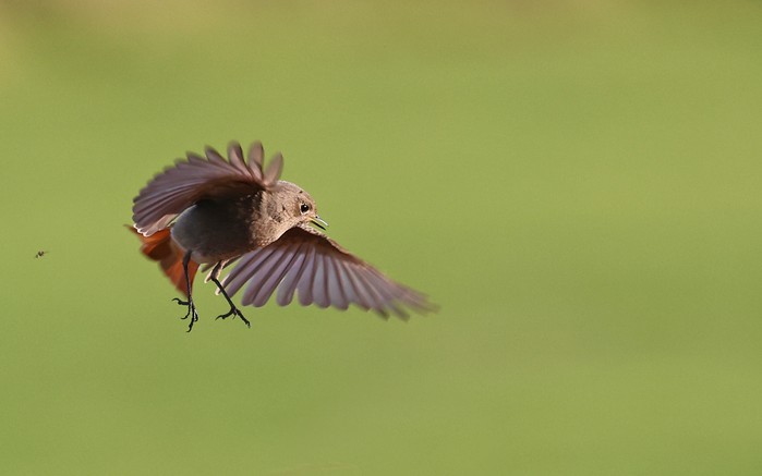 Black Redstart