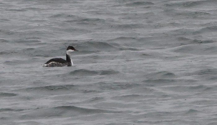 Slavonian Grebe