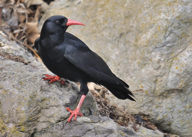 Chough