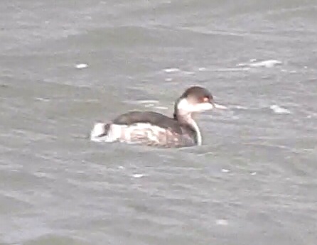 Black-necked Grebe