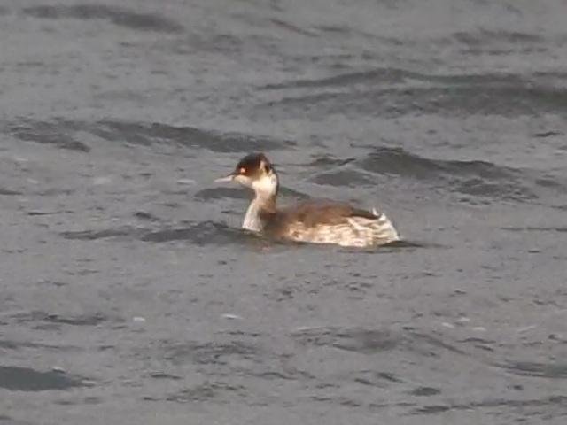 Black-necked Grebe