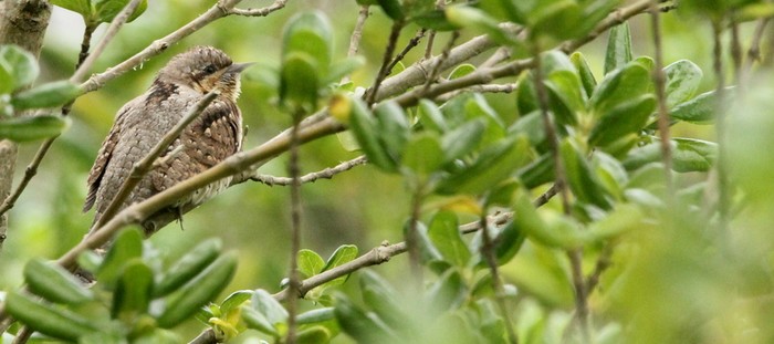 Wryneck