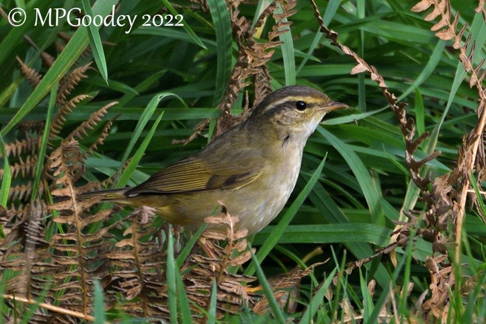 Radde's Warbler