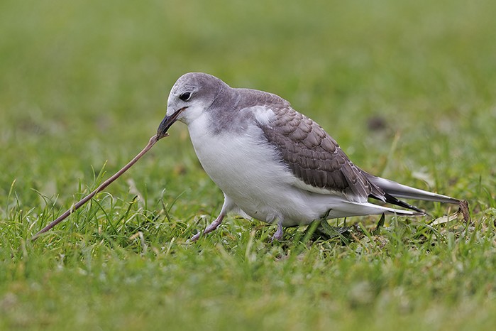 Sabine's Gull