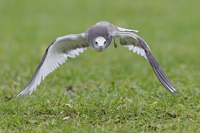 Sabine's Gull