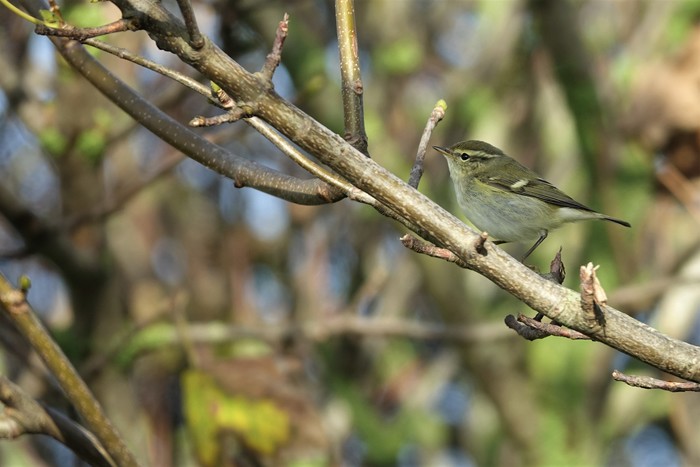 Yellow-browed Warbler