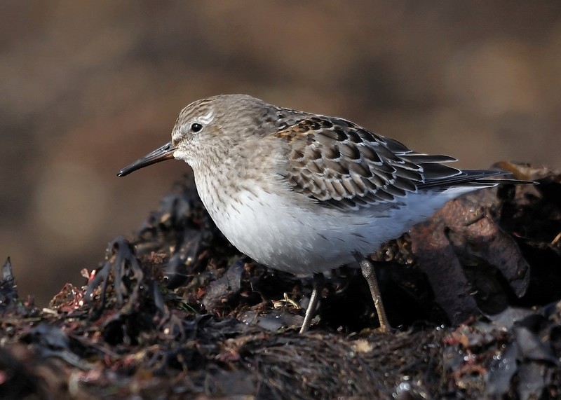 White-rumped Sandpiper