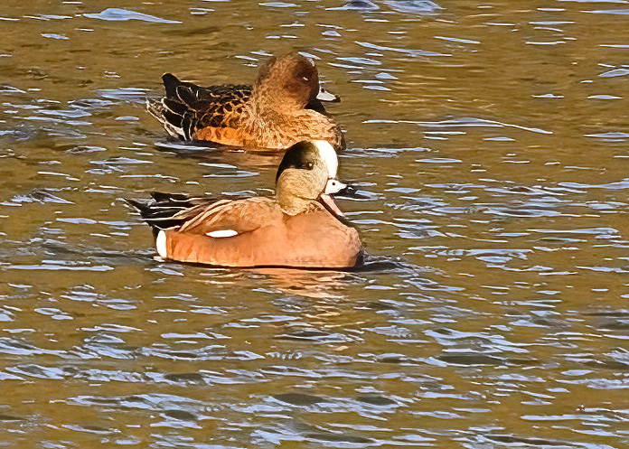 American Wigeon