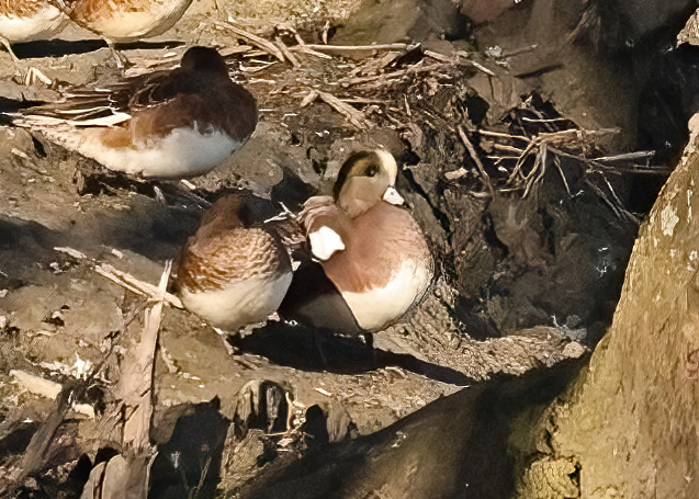 American Wigeon