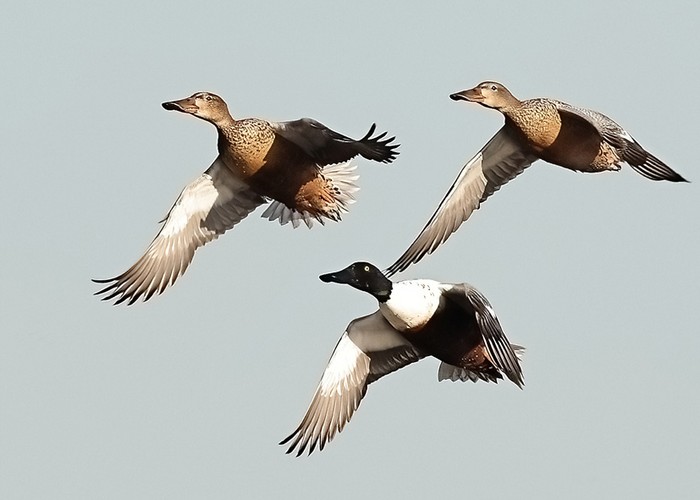 Shoveler