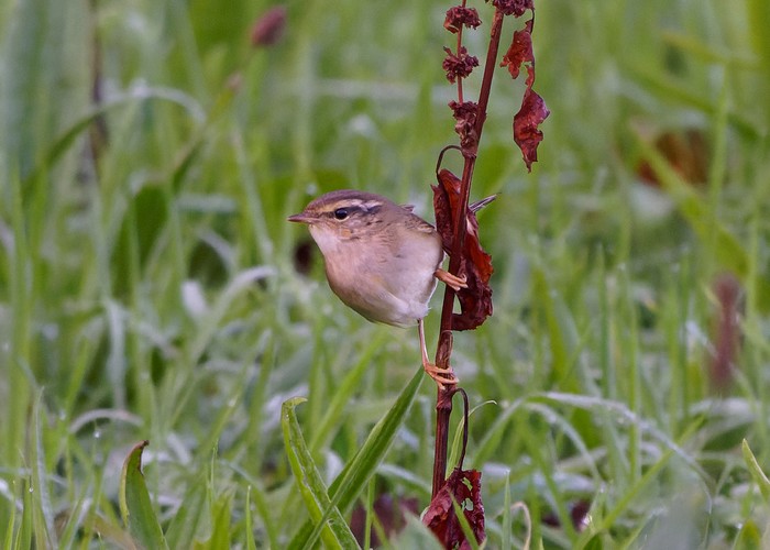 Radde's Warbler