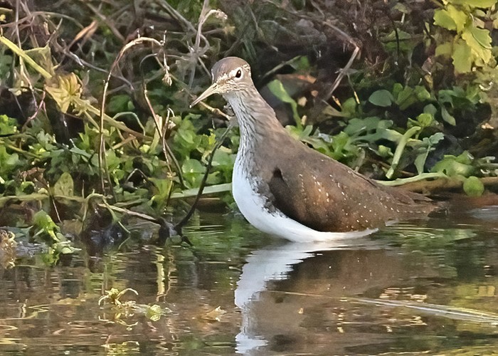 Green Sandpiper